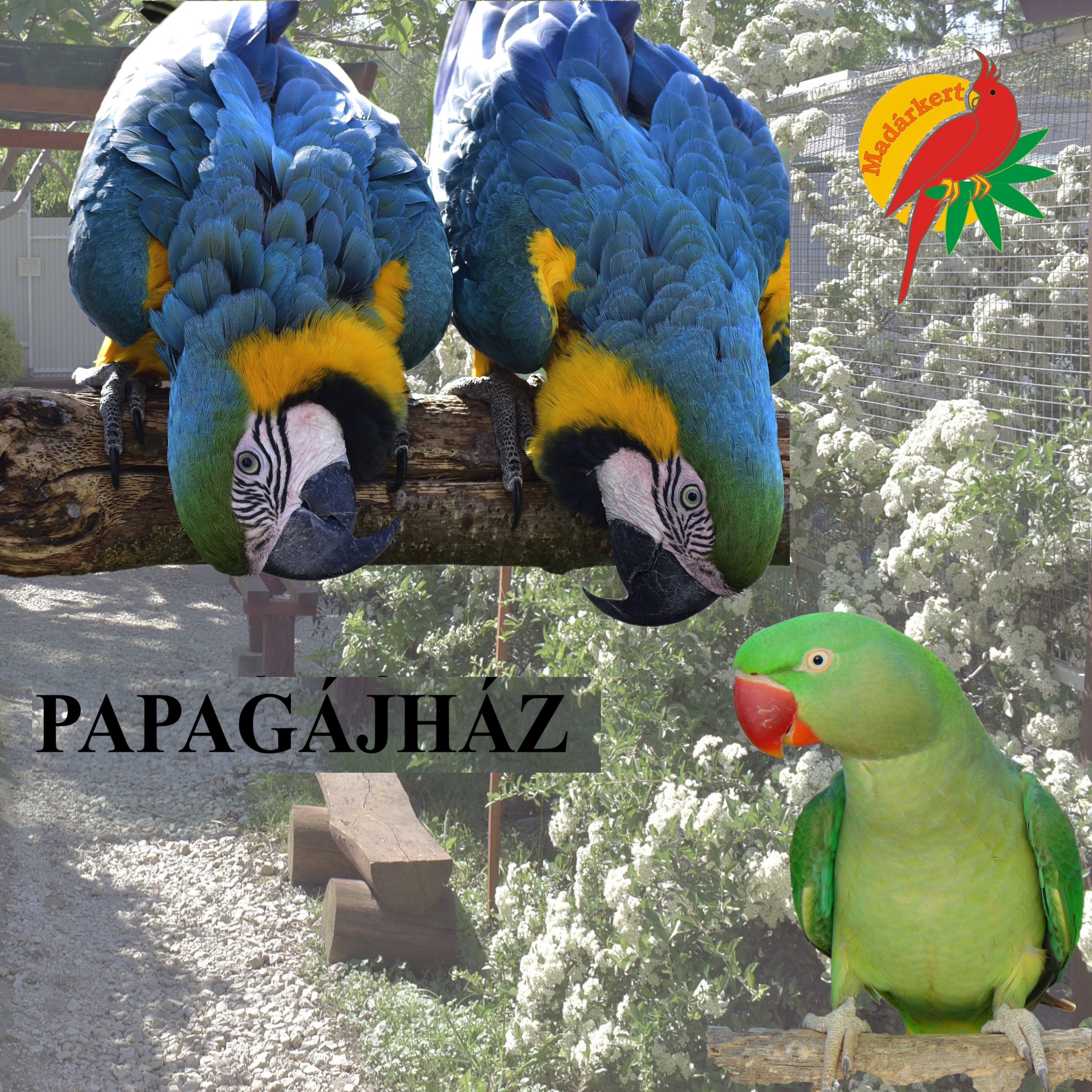 Balatoni Madárkert- díszmadár és kisállatpark