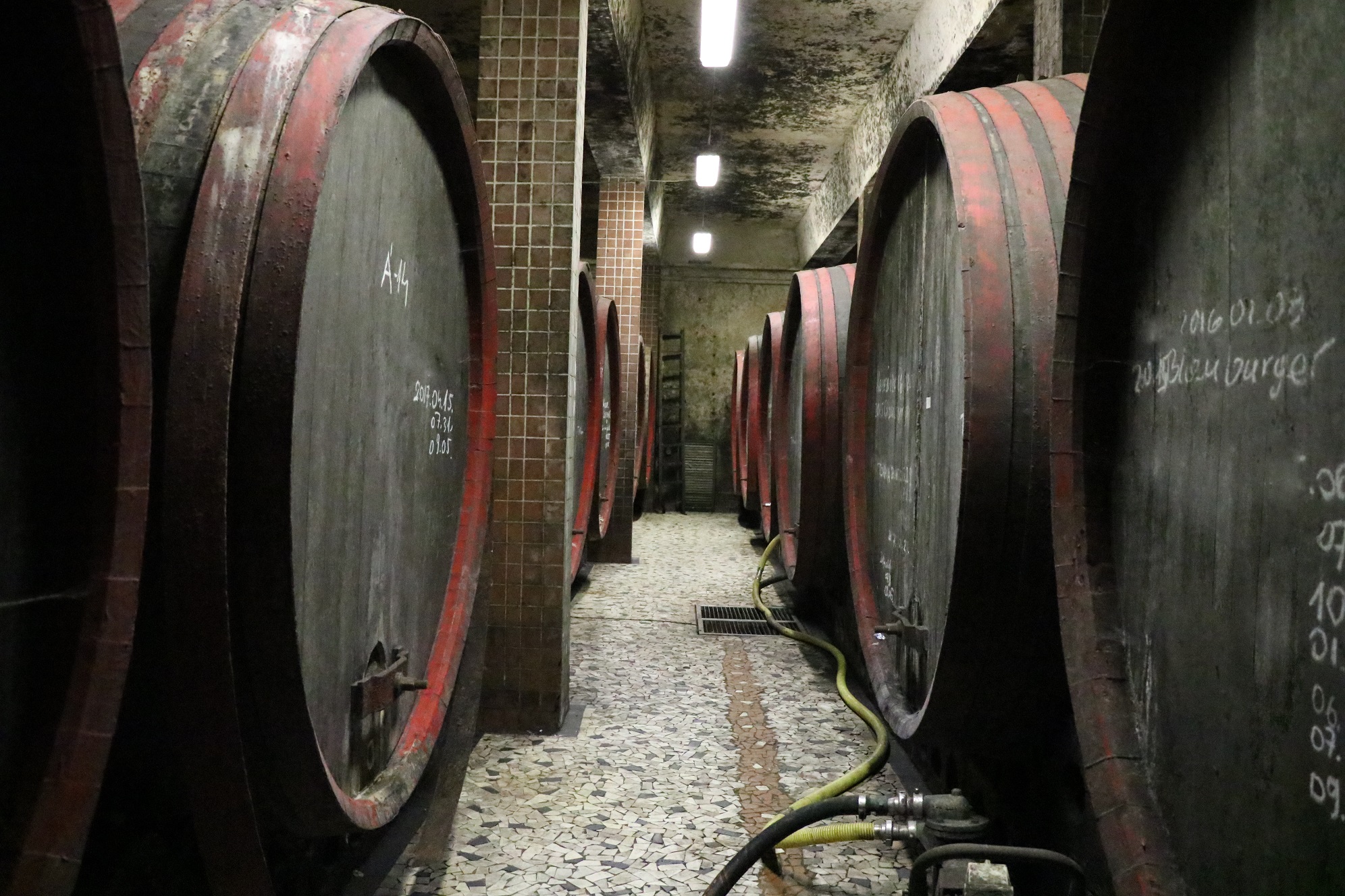 Szigetvin Pincészet