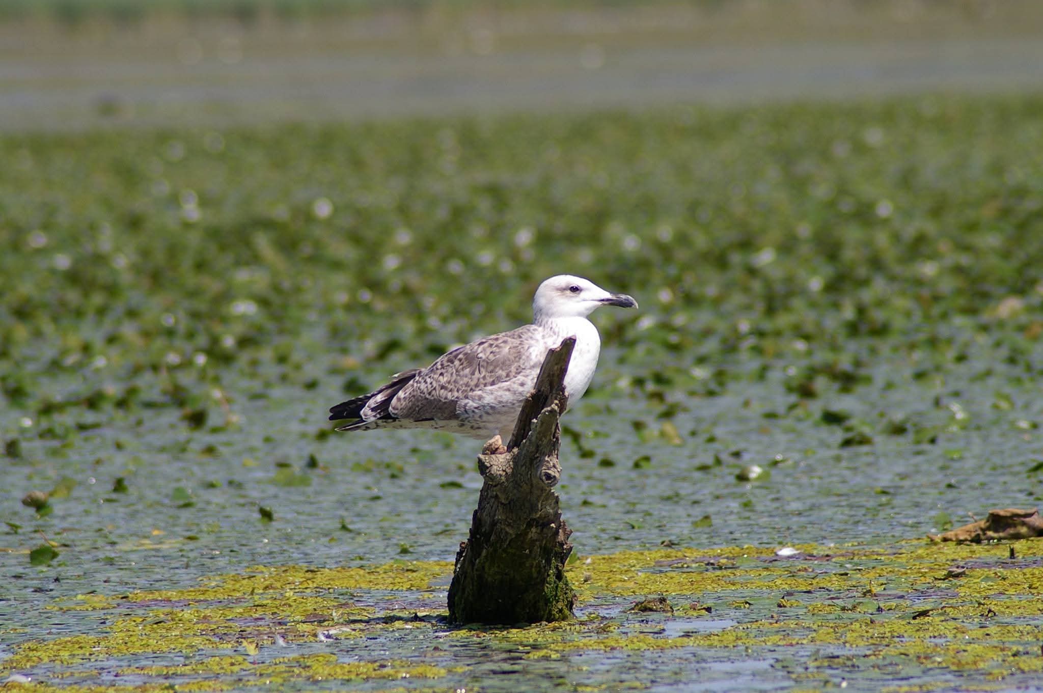 Madárrezervátumi csónaktúrák
