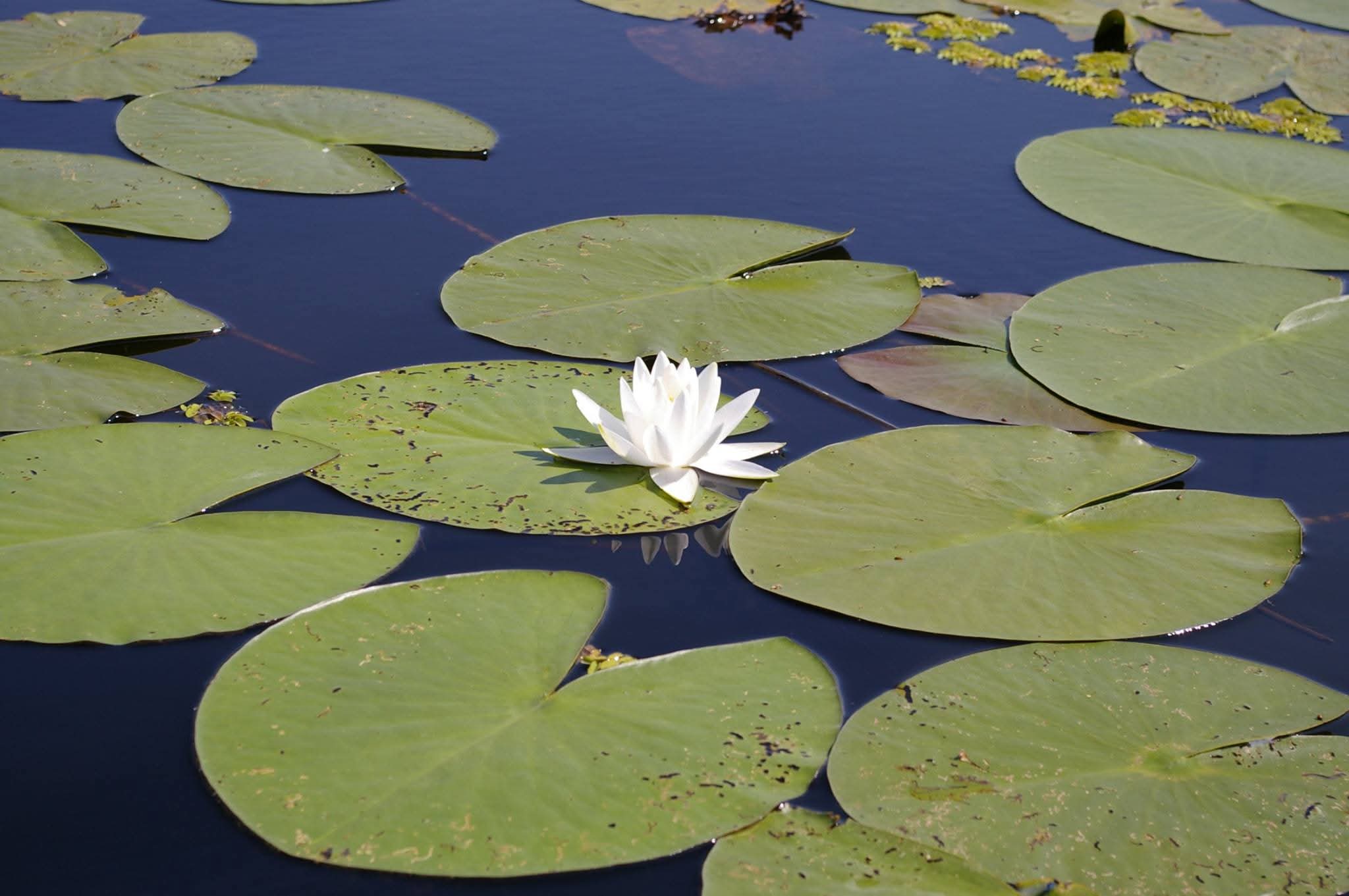 Madárrezervátumi csónaktúrák