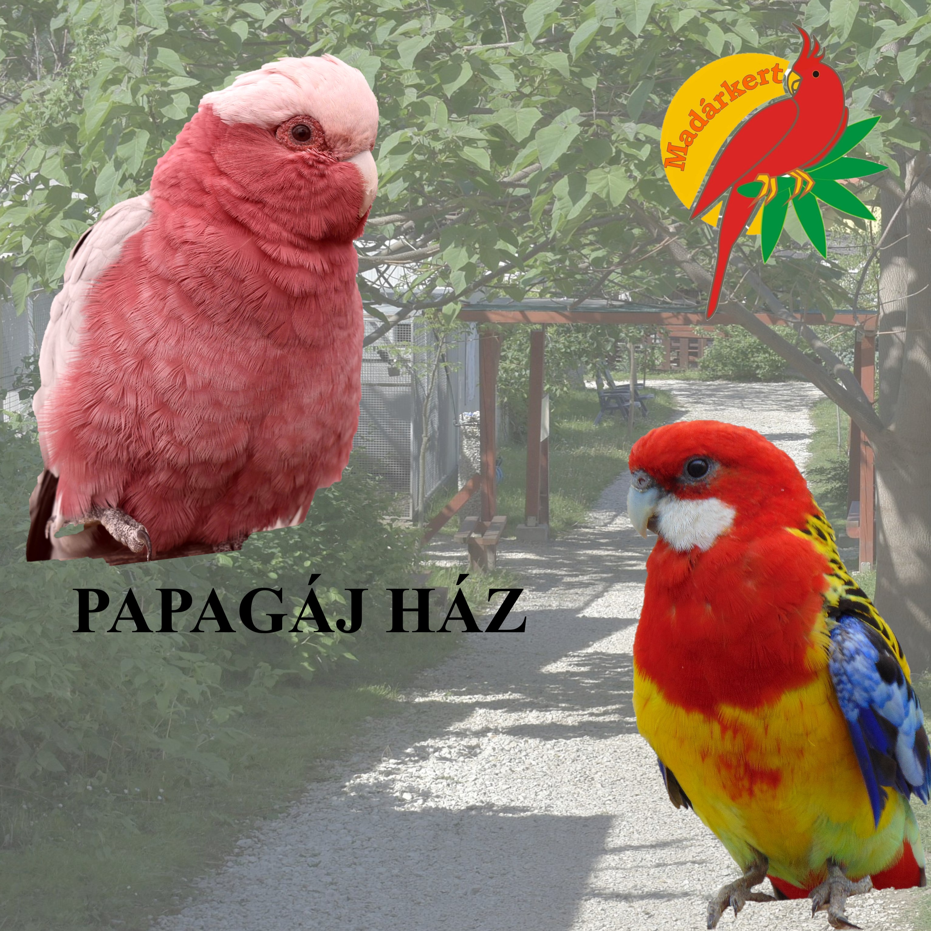 Balatoni Madárkert- díszmadár és kisállatpark