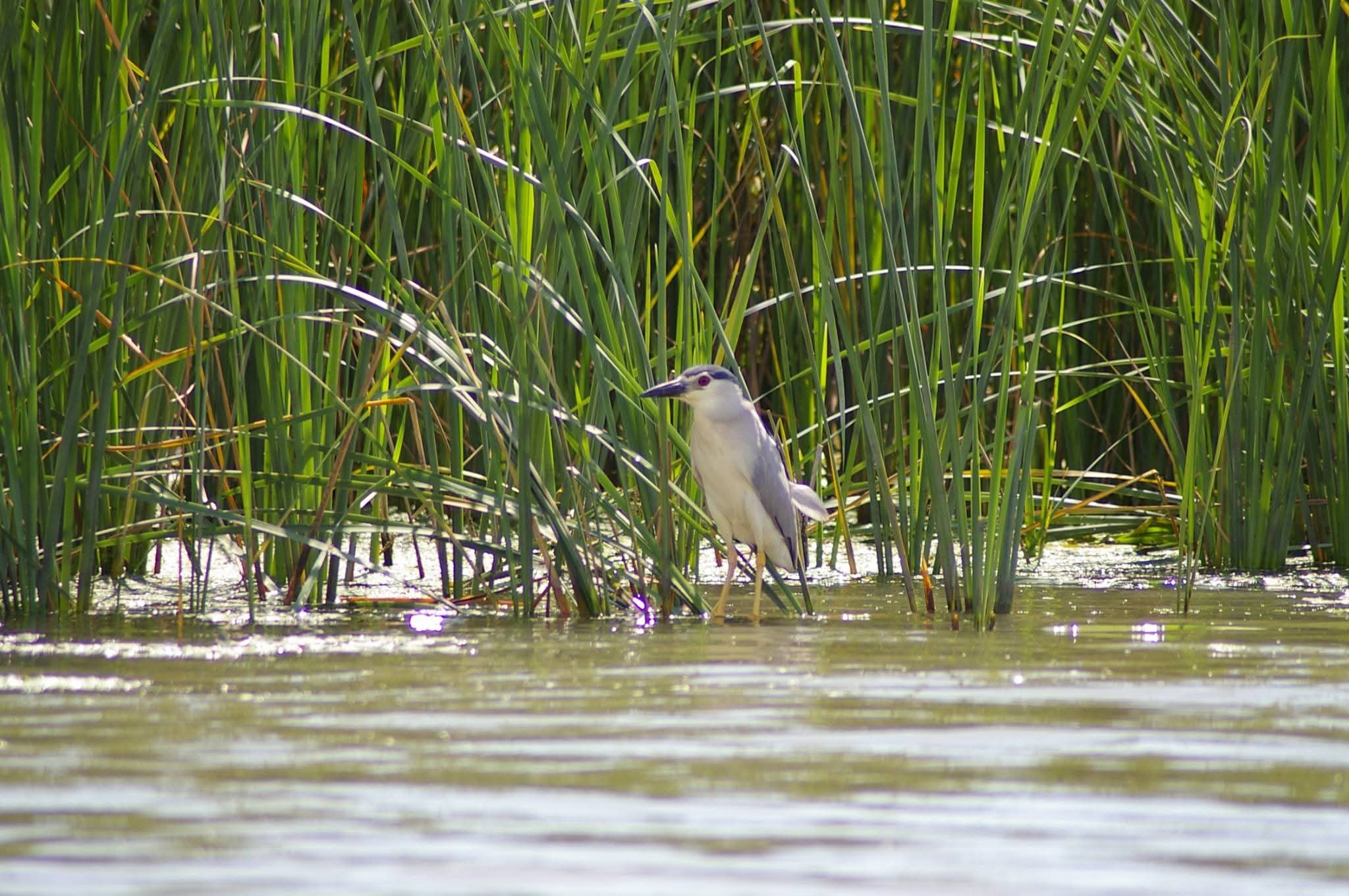 Madárrezervátumi csónaktúrák