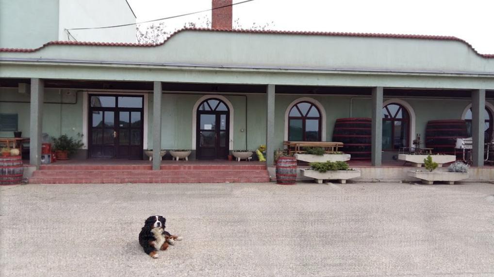 Szigetvin Pincészet