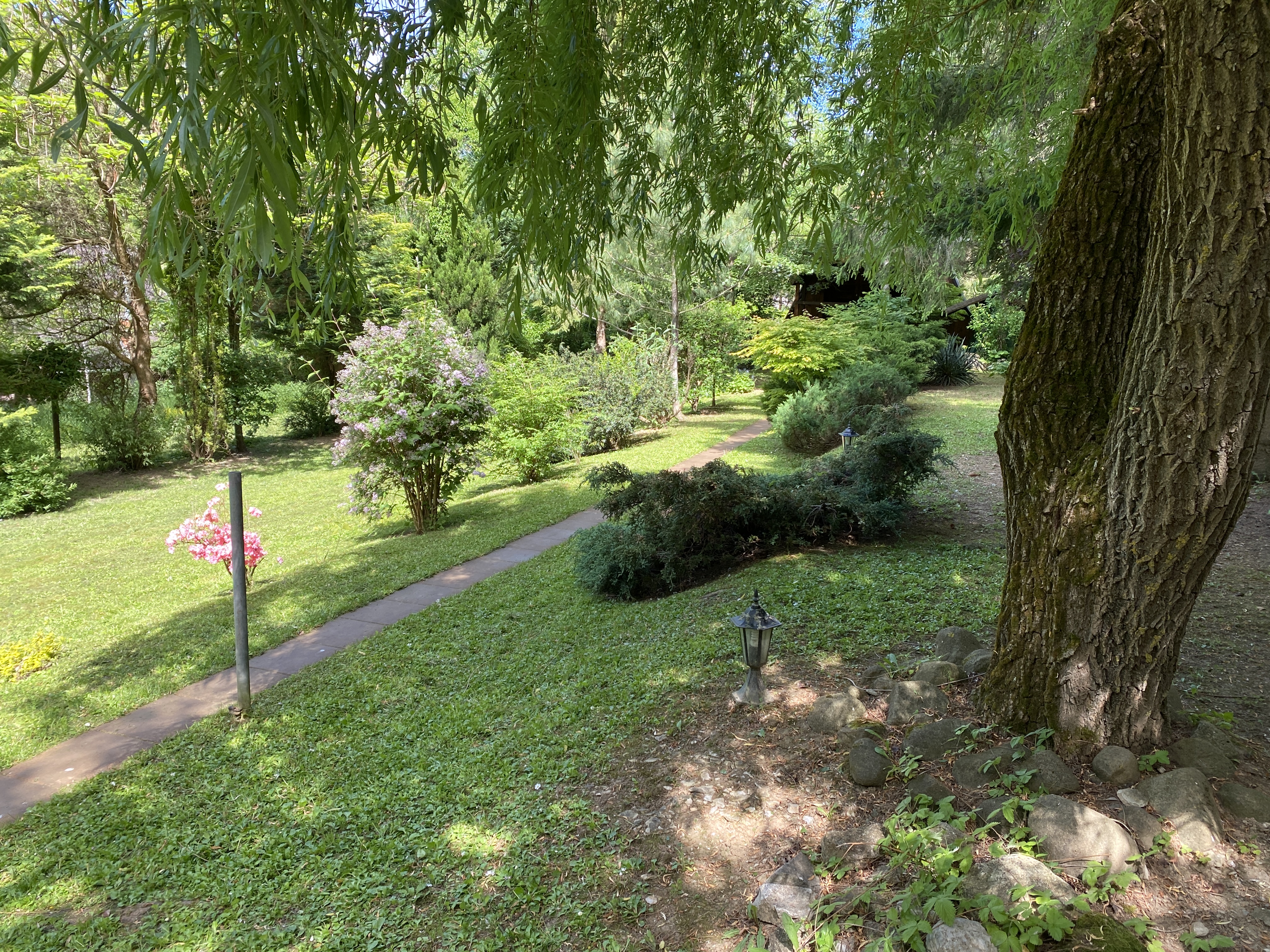 Erdei-lak faházikó Bélapátfalva