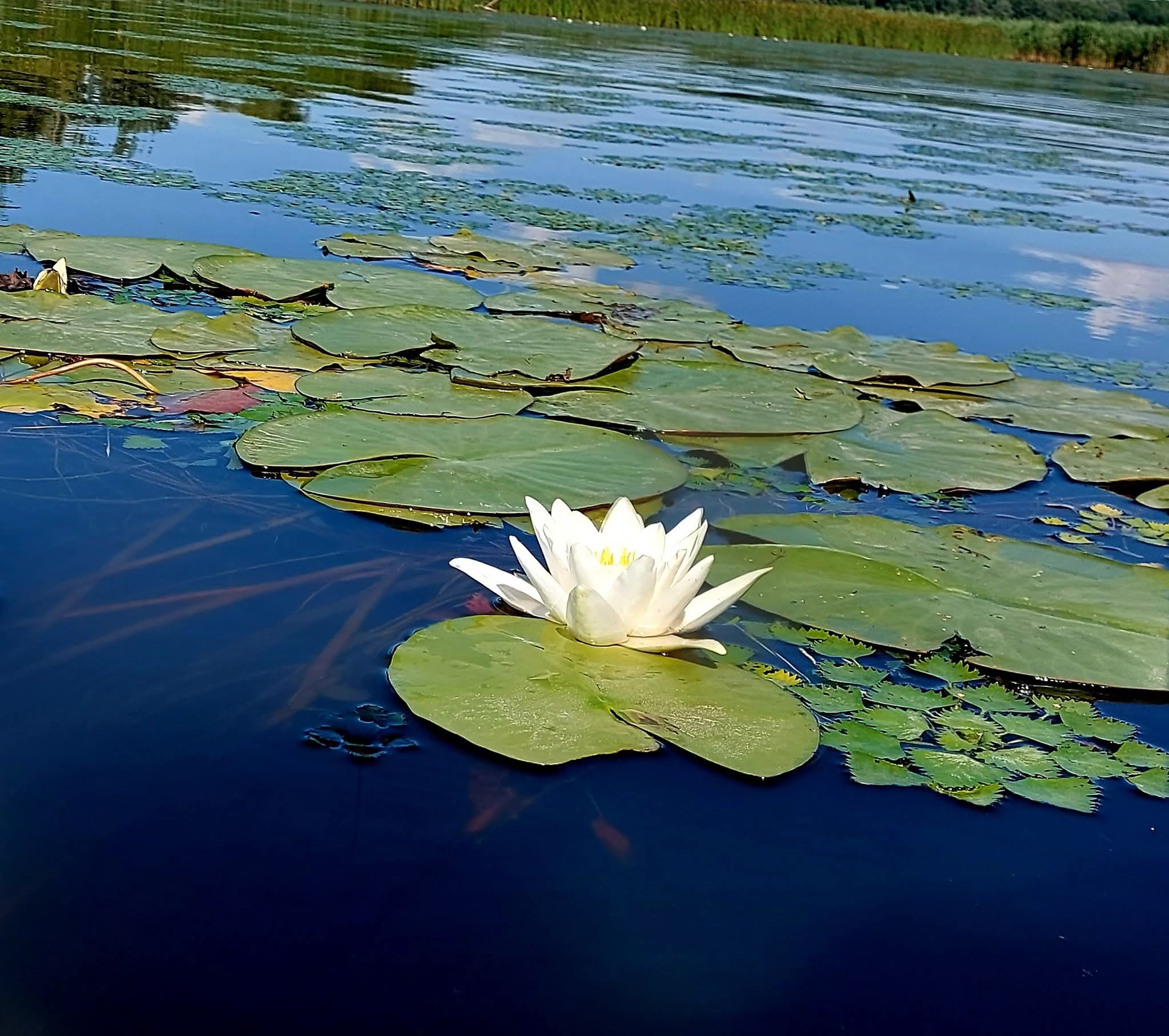 Tündérrózsa mini vendégház