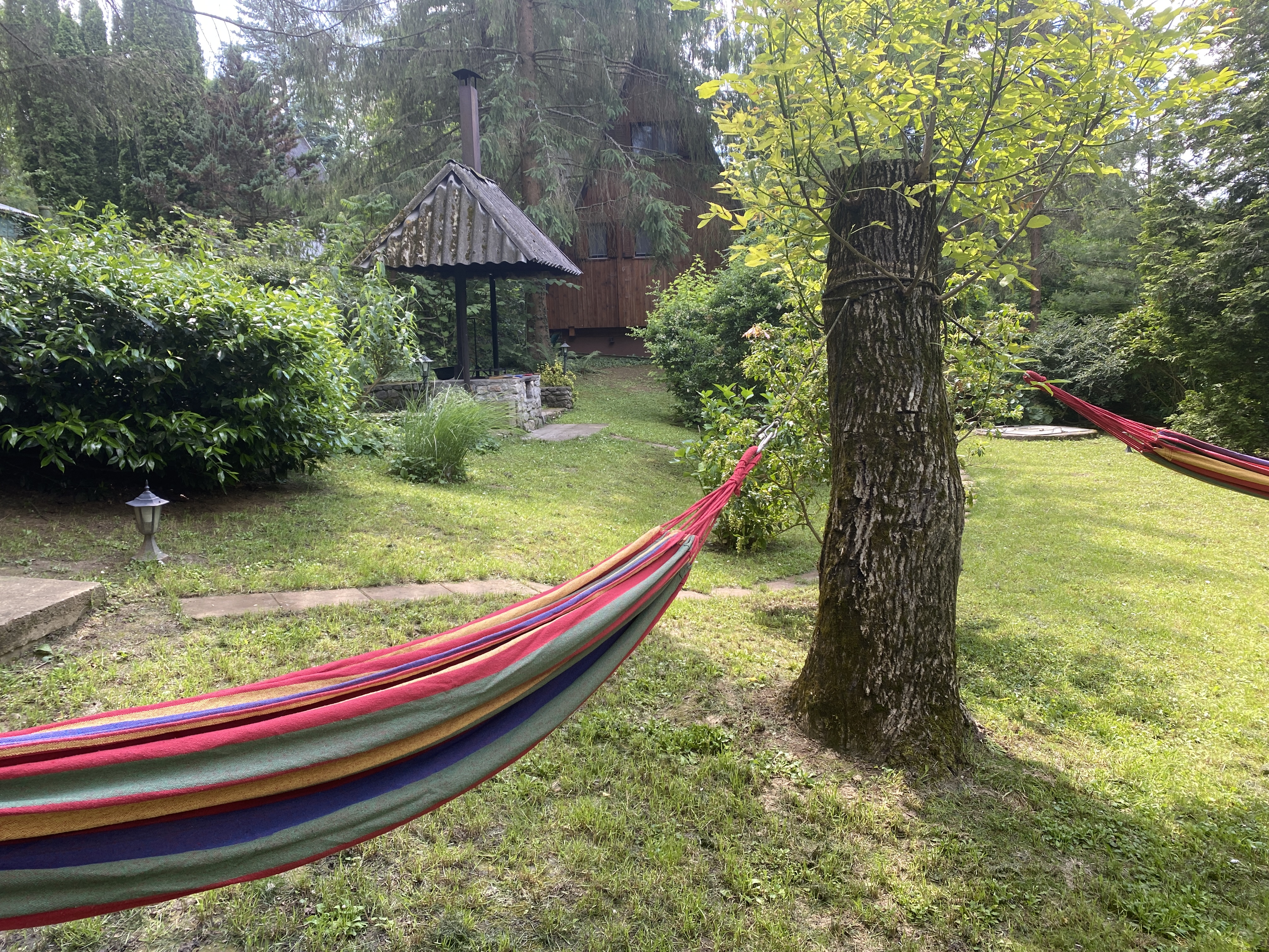 Erdei-lak faházikó Bélapátfalva