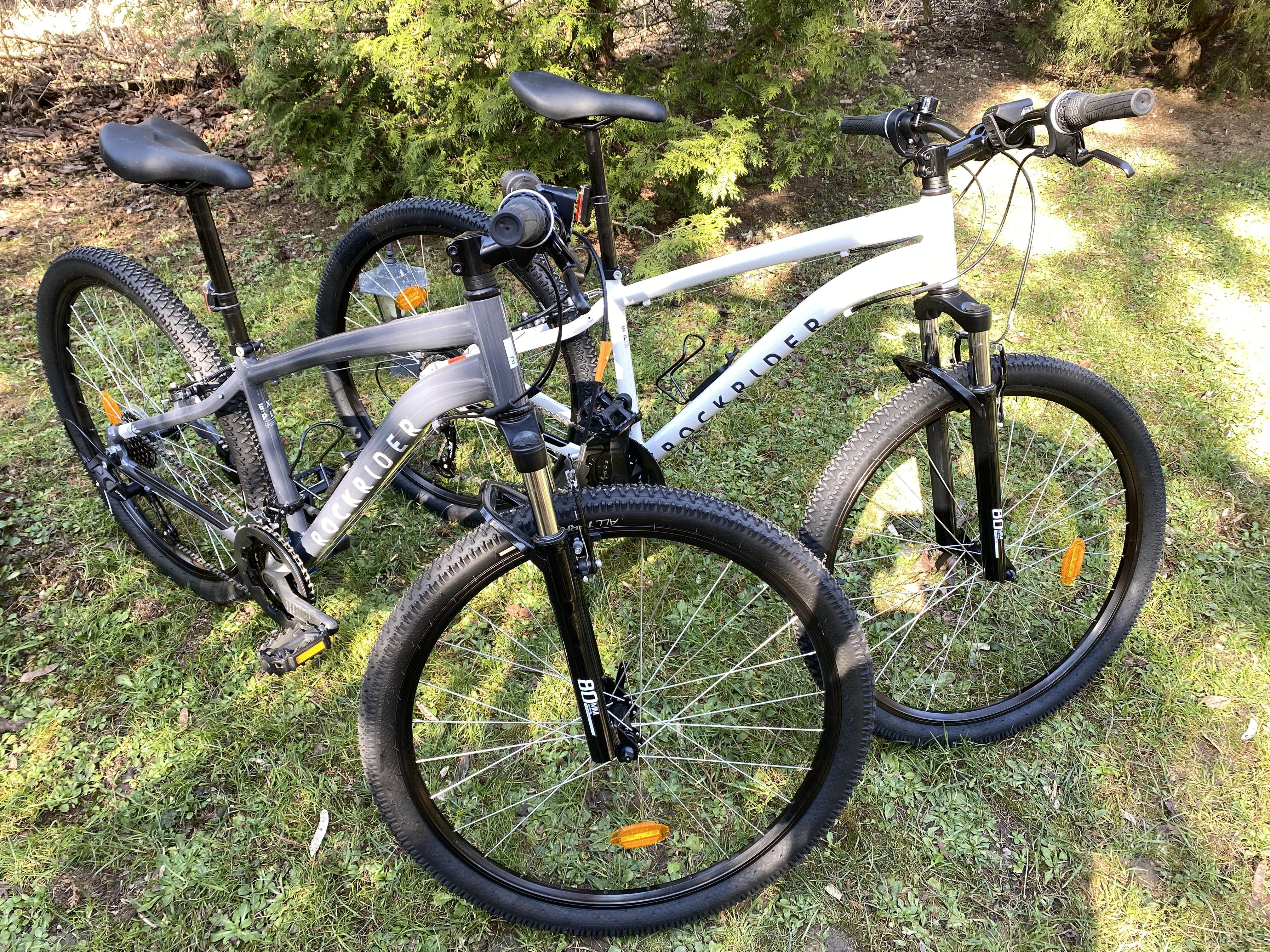 Erdei-lak faházikó Bélapátfalva