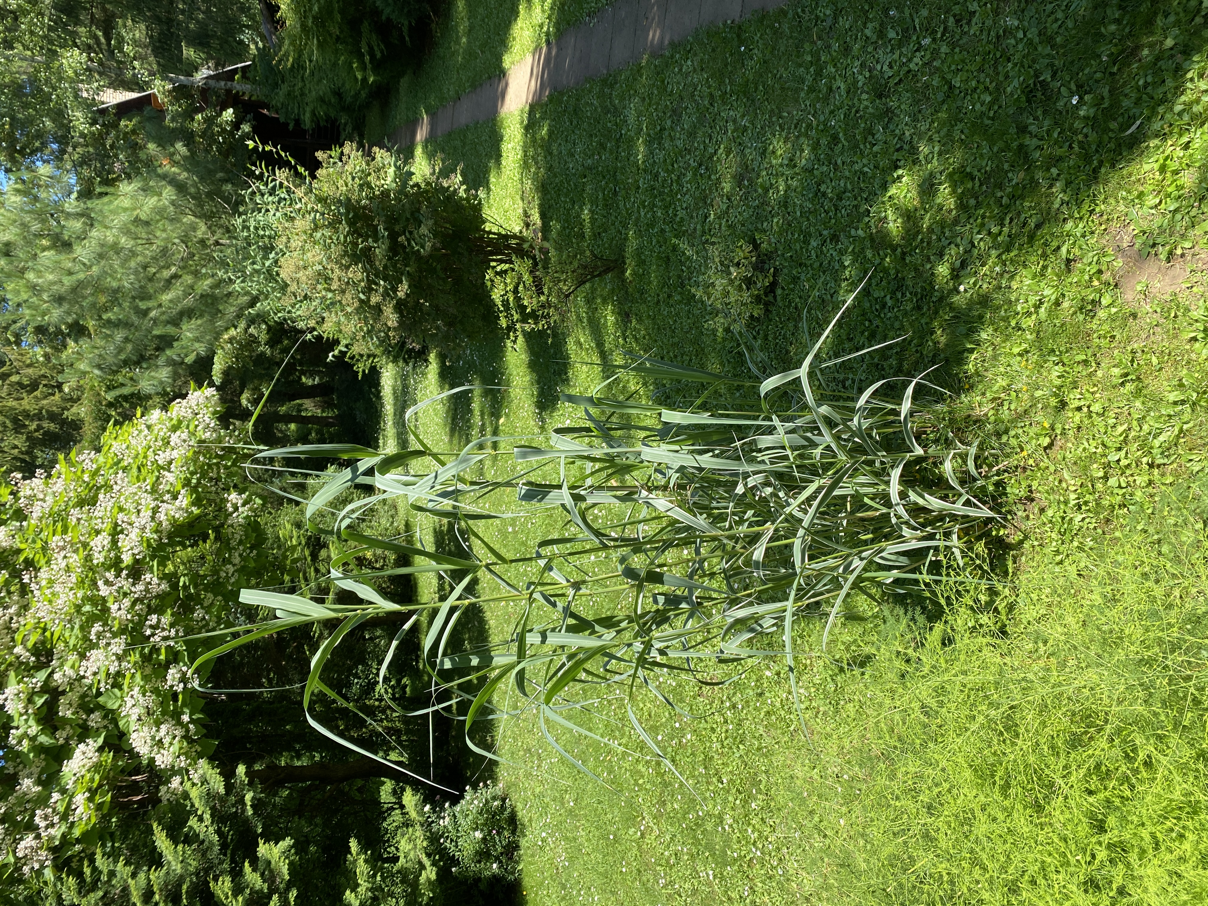 Erdei-lak faházikó Bélapátfalva