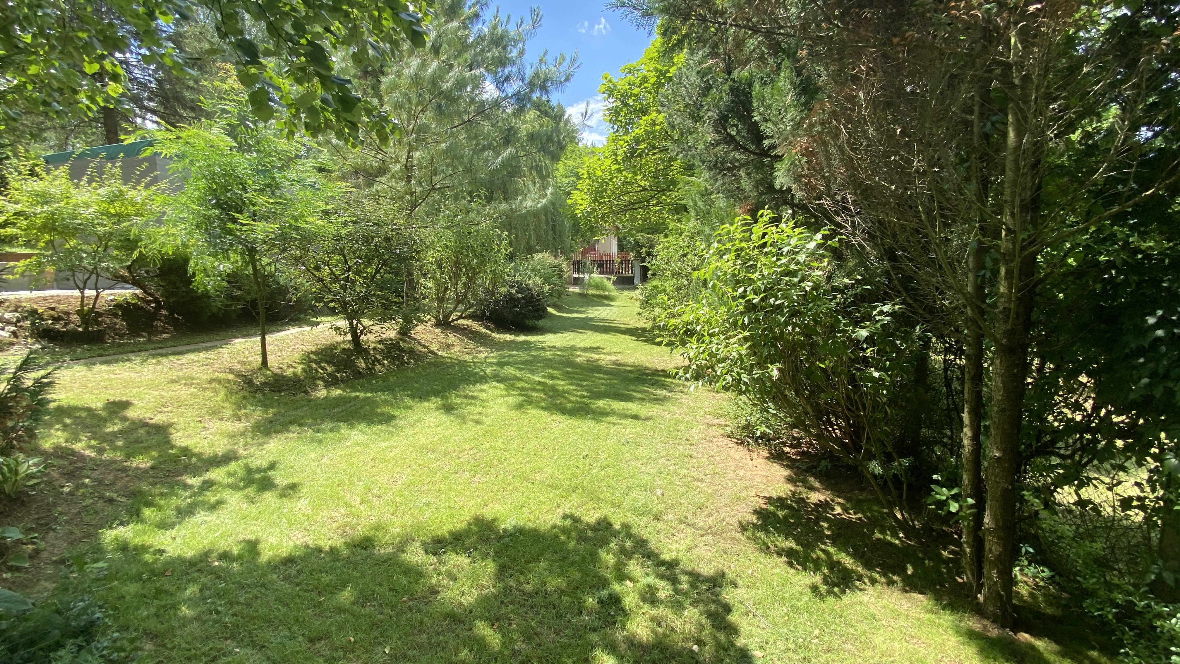 Erdei-lak faházikó Bélapátfalva