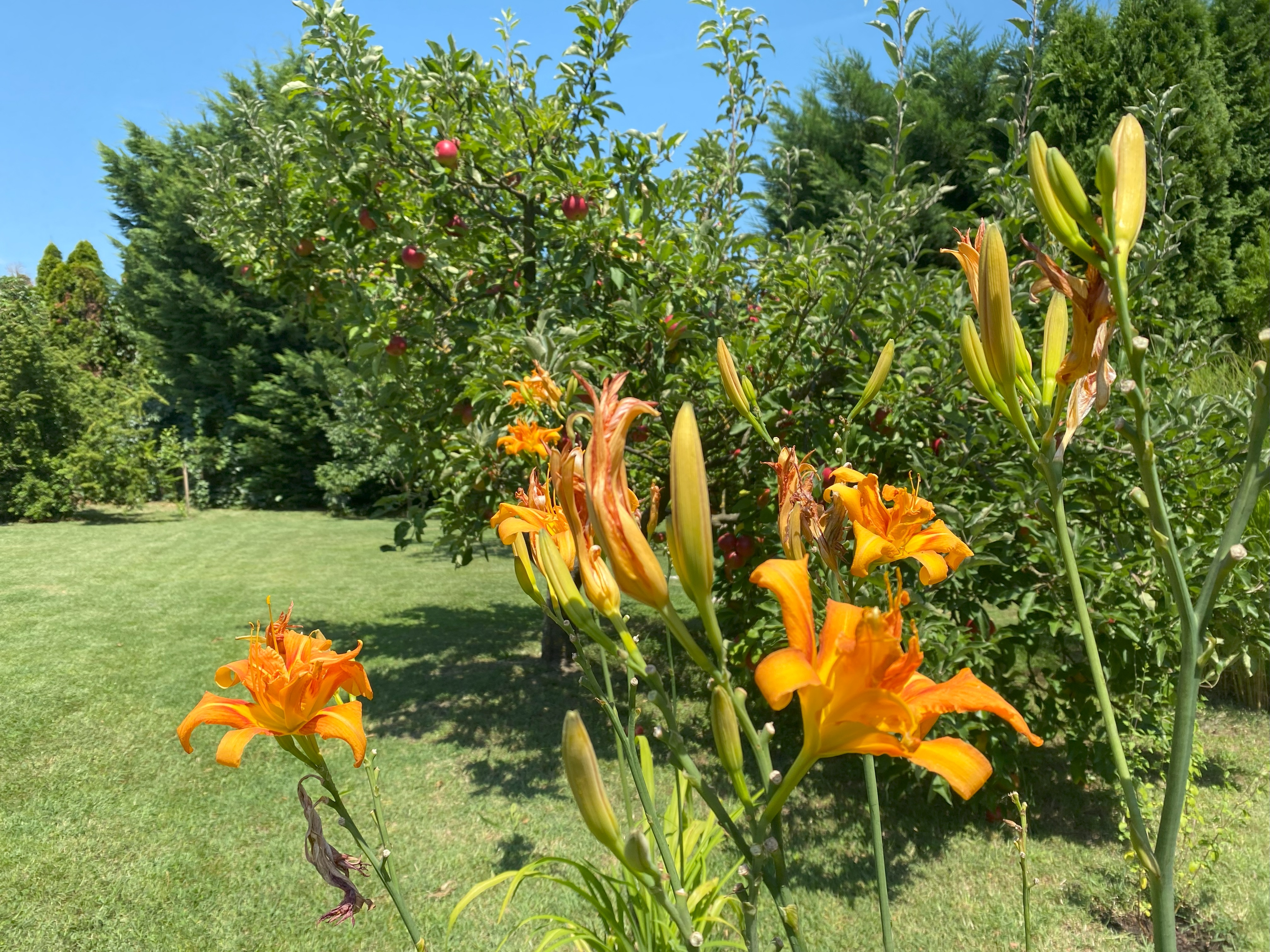Villa Orchidea Balatonmáriafürdő