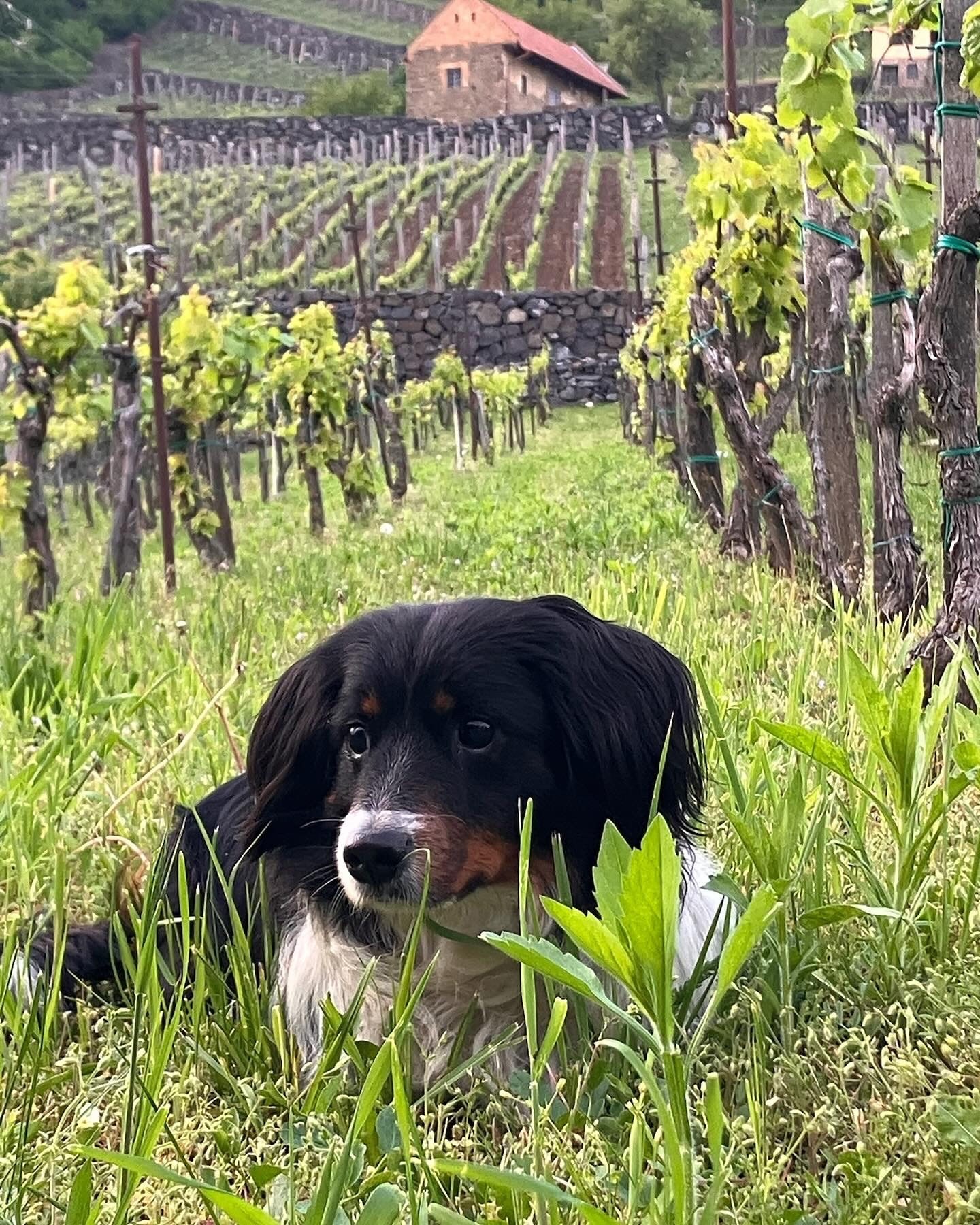 Csipke Somló Vendégház