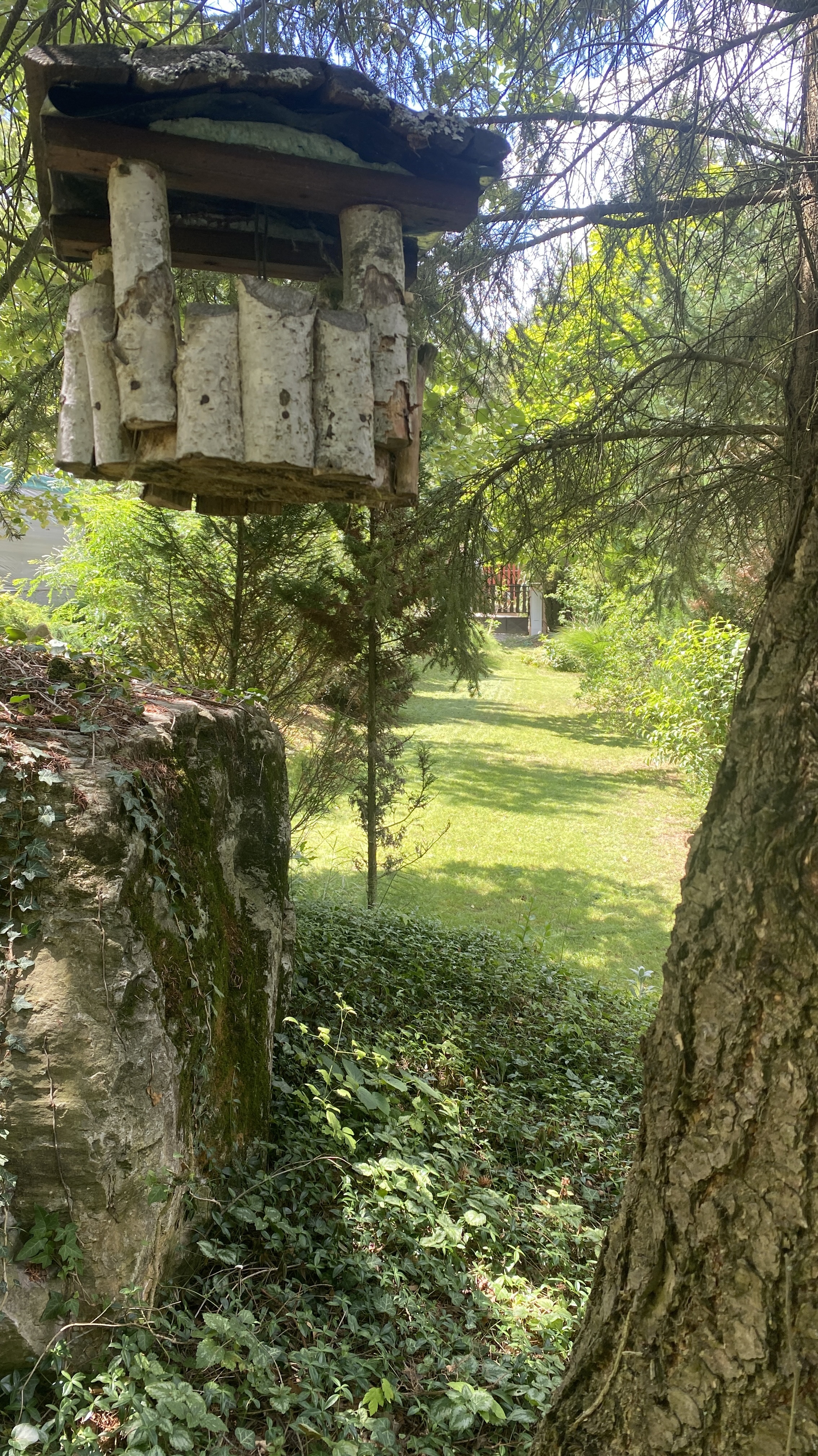 Erdei-lak faházikó Bélapátfalva