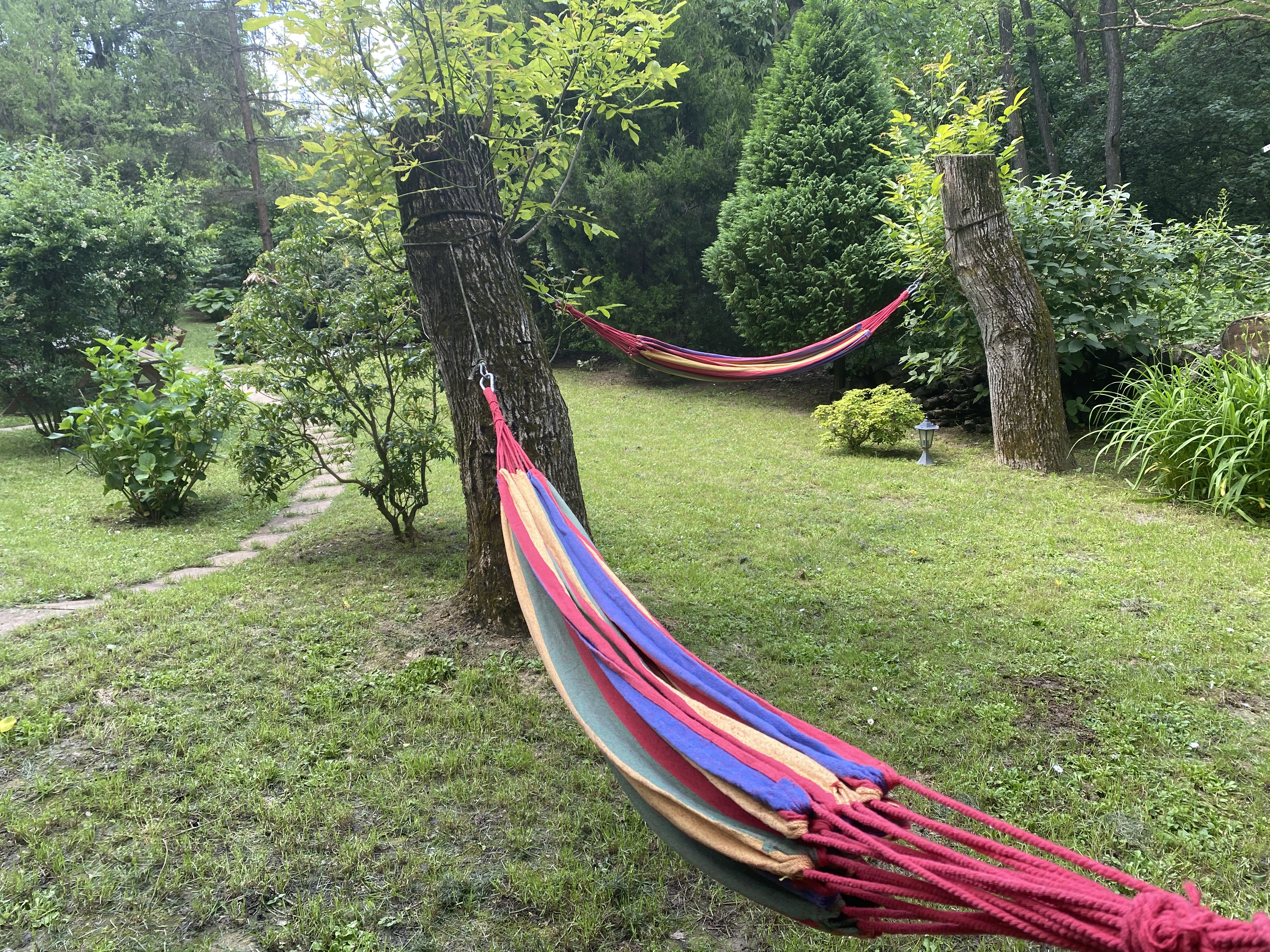 Erdei-lak faházikó Bélapátfalva