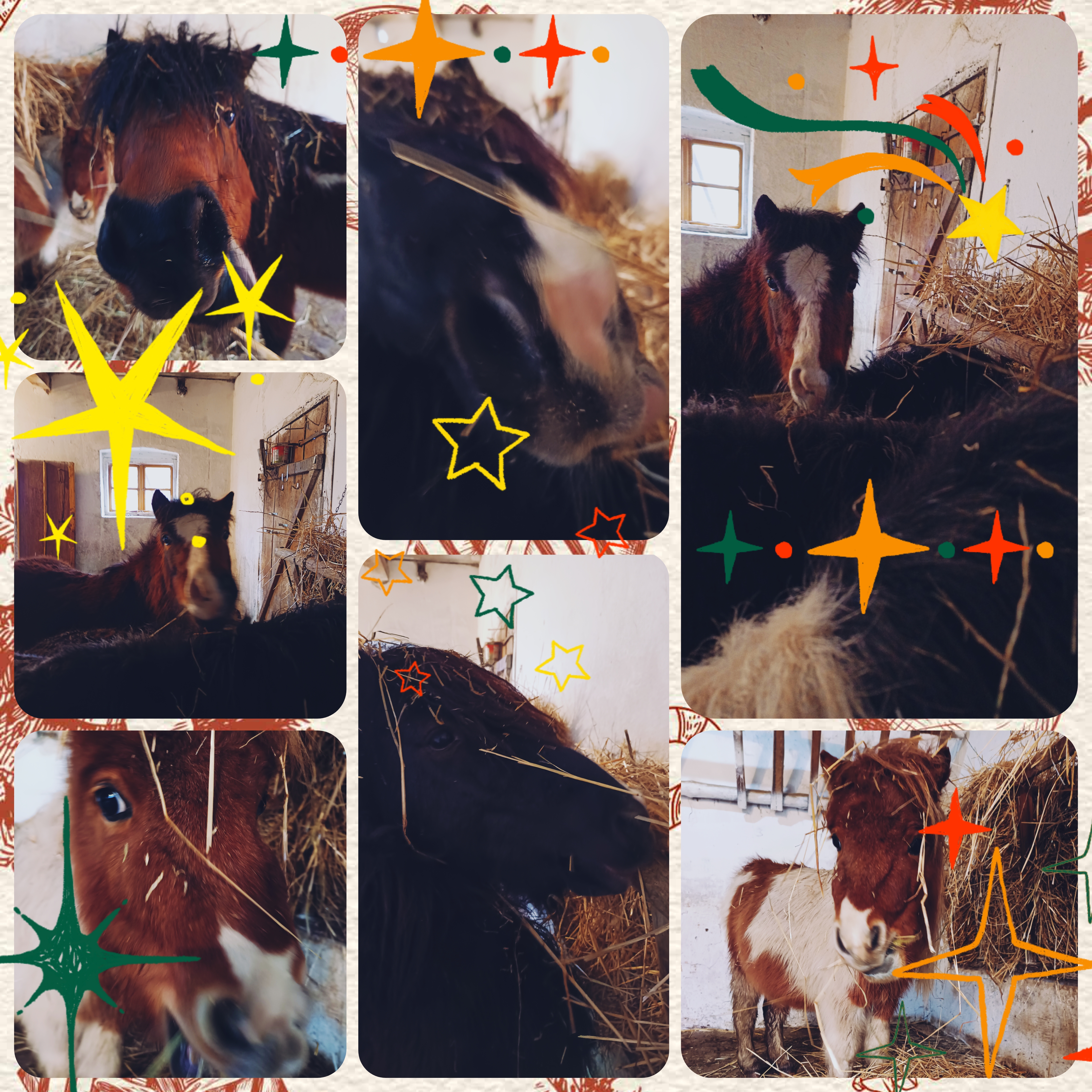 Póni Kuckó Vendégház és Minifarm