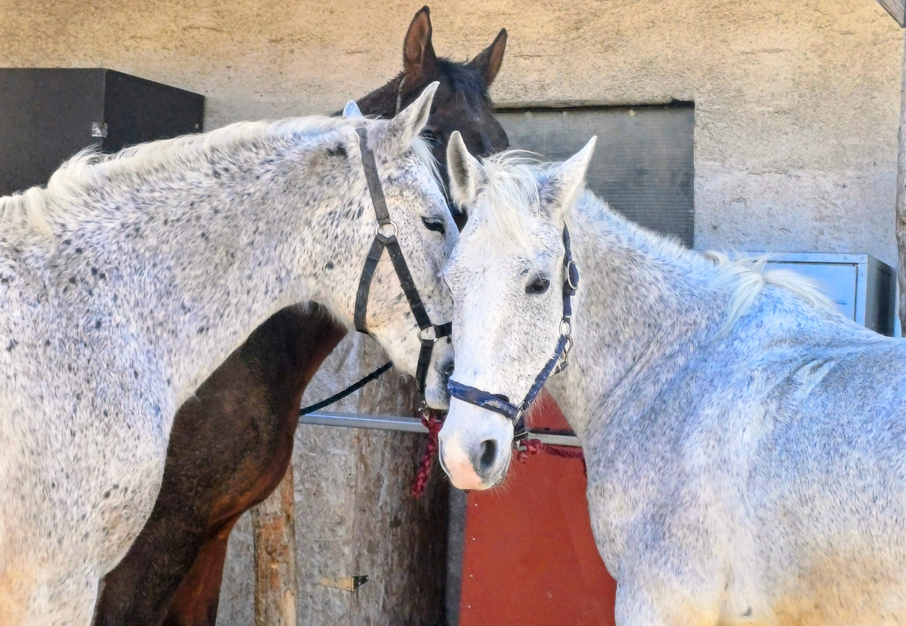 AnZsu Lovasudvar és Vendégház