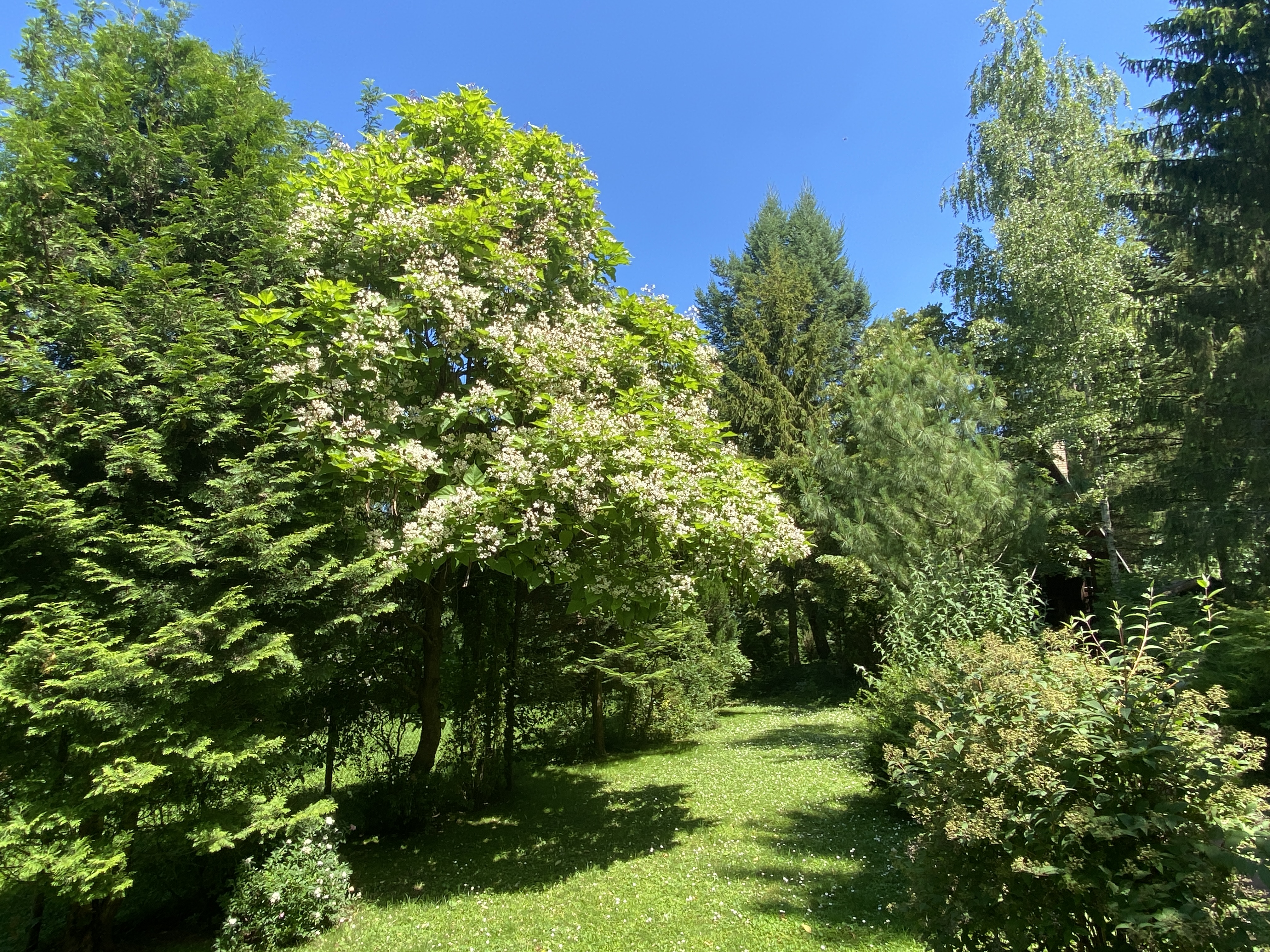 Erdei-lak faházikó Bélapátfalva