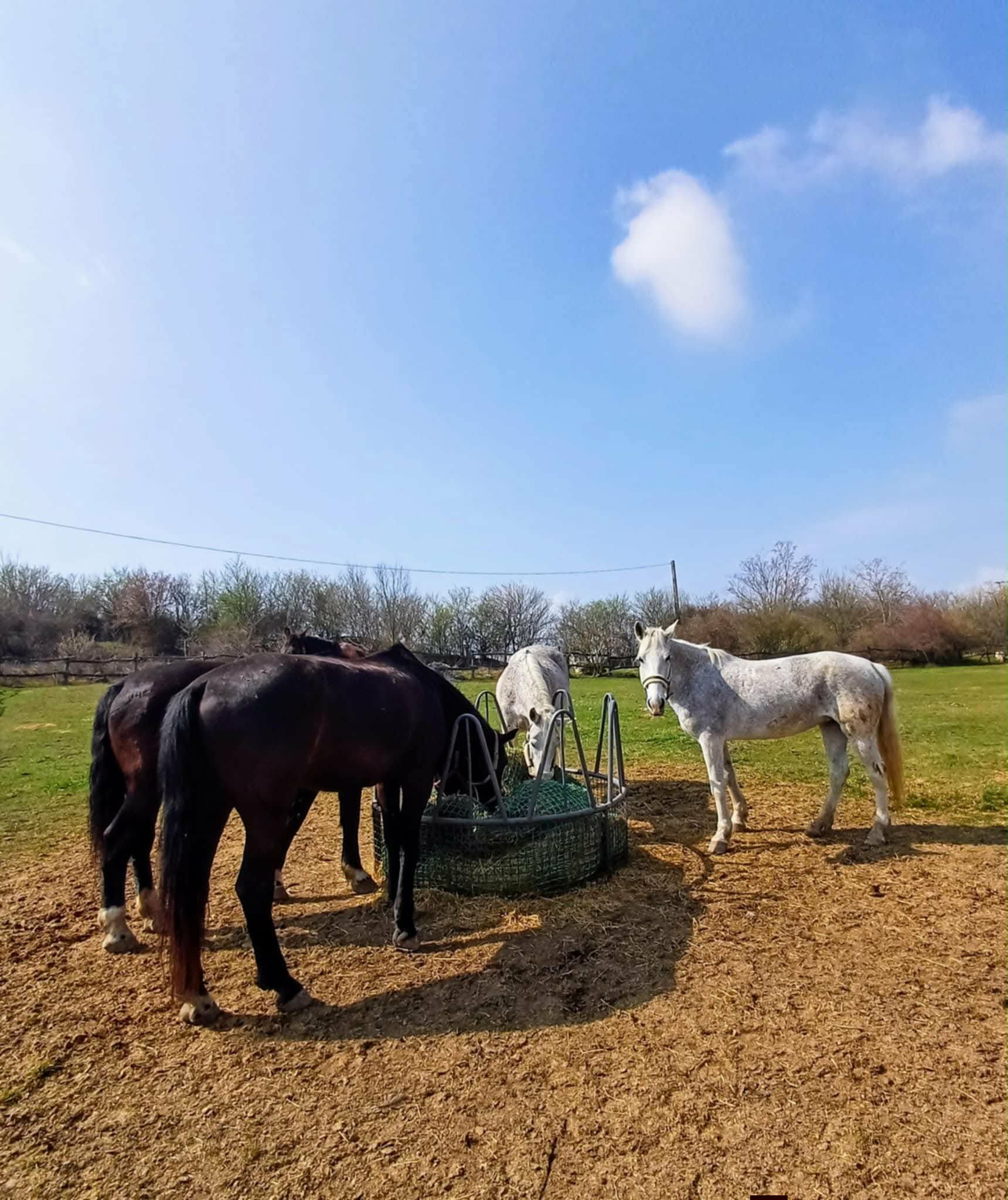 AnZsu Lovasudvar és Vendégház